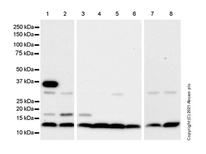 Western blot - Anti-BMP2 antibody [EPR24209-61] (AB284387), expandable thumbnail