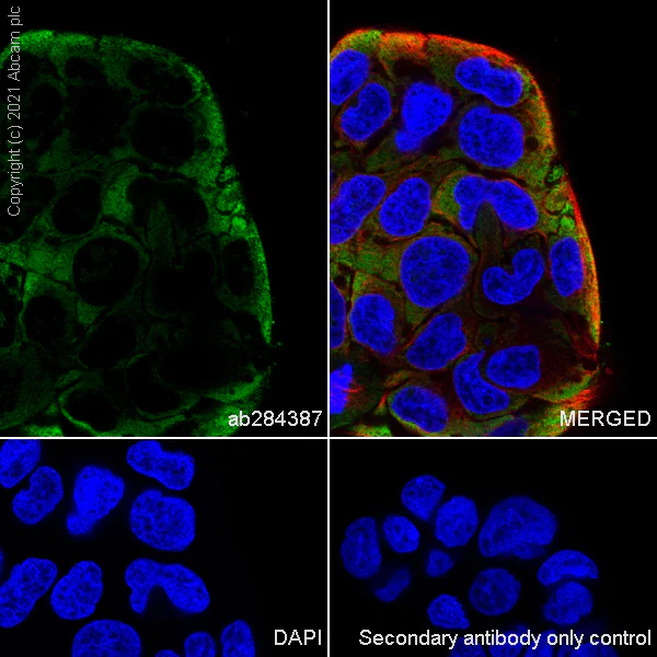 Immunocytochemistry/ Immunofluorescence - Anti-BMP2 antibody [EPR24209-61] - BSA and Azide free (AB284395)