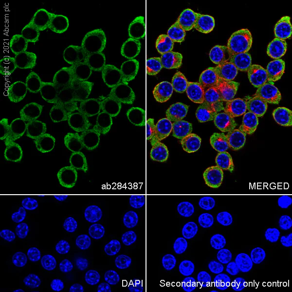 Immunocytochemistry/ Immunofluorescence - Anti-BMP2 antibody [EPR24209-61] - BSA and Azide free (AB284395)