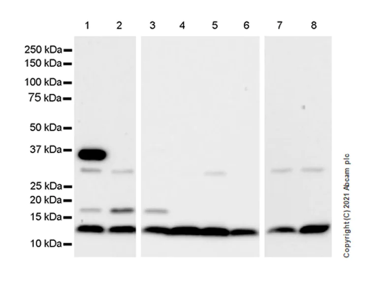 Western blot - Anti-BMP2 antibody [EPR24209-61] - BSA and Azide free (AB284395)