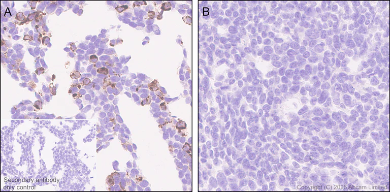 Immunohistochemistry (Formalin/PFA-fixed paraffin-embedded sections) - Anti-BMP2 antibody [EPR30246-26] (AB325708)