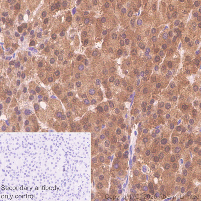 Immunohistochemistry (Formalin/PFA-fixed paraffin-embedded sections) - Anti-BMP2 antibody [EPR30246-26] (AB325708)