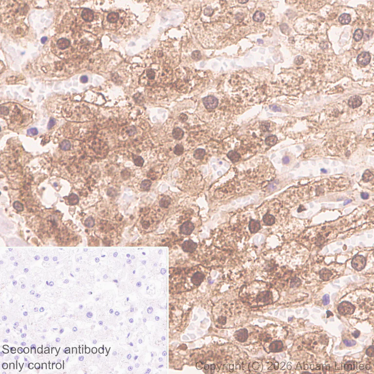 Immunohistochemistry (Formalin/PFA-fixed paraffin-embedded sections) - Anti-BMP2 antibody [EPR30246-26] (AB325708)