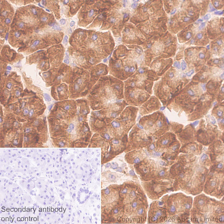 Immunohistochemistry (Formalin/PFA-fixed paraffin-embedded sections) - Anti-BMP2 antibody [EPR30246-26] (AB325708)