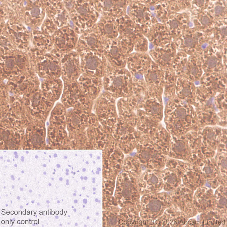 Immunohistochemistry (Formalin/PFA-fixed paraffin-embedded sections) - Anti-BMP2 antibody [EPR30246-26] (AB325708)
