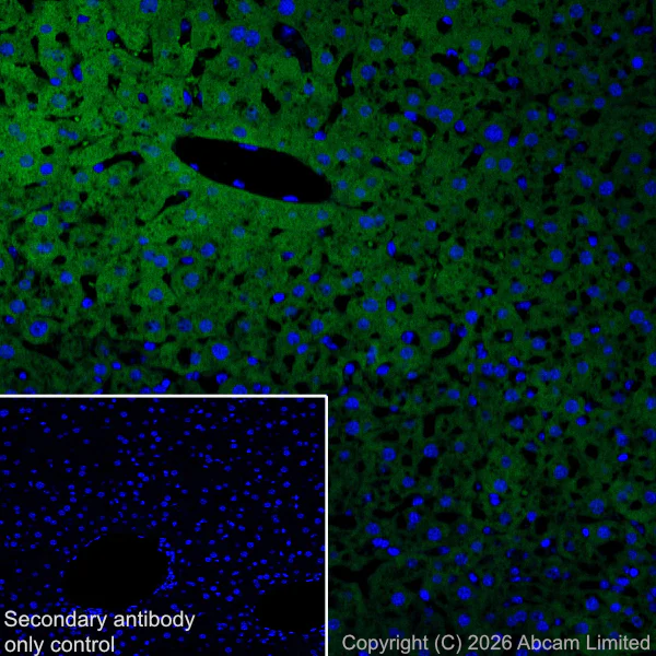 Immunohistochemistry (Frozen sections) - Anti-BMP2 antibody [EPR30246-26] (AB325708)