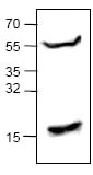 Western blot - Anti-BMP3 antibody (AB71500)