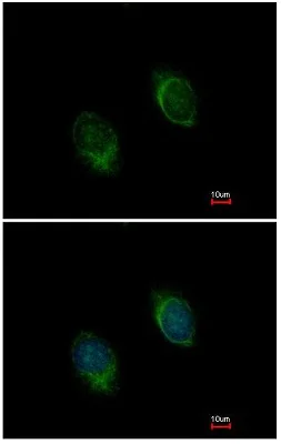 Immunocytochemistry/ Immunofluorescence - Anti-BMP4 antibody (AB155033)