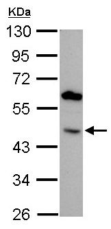 Western blot - Anti-BMP4 antibody (AB155033), expandable thumbnail