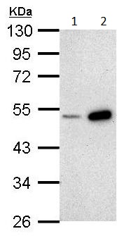 Western blot - Anti-BMP4 antibody (AB155033), expandable thumbnail