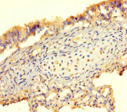 Immunohistochemistry (Formalin/PFA-fixed paraffin-embedded sections) - Anti-BMP4 antibody (AB235114)