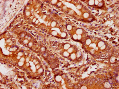 Immunohistochemistry (Formalin/PFA-fixed paraffin-embedded sections) - Anti-BMP4 antibody (AB235114)