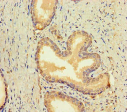 Immunohistochemistry (Formalin/PFA-fixed paraffin-embedded sections) - Anti-BMP4 antibody (AB235114)