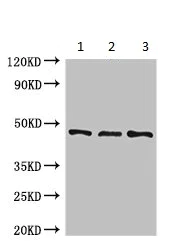 Western blot - Anti-BMP4 antibody (AB235114)
