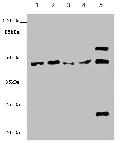 Western blot - Anti-BMP4 antibody (AB235114)