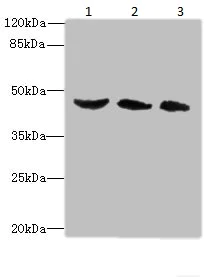 Western blot - Anti-BMP4 antibody (AB235114)