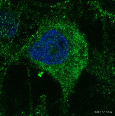 Immunocytochemistry/ Immunofluorescence - Anti-BMP4 antibody (AB39973)