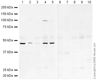 Western blot - Anti-BMP4 antibody (AB39973)