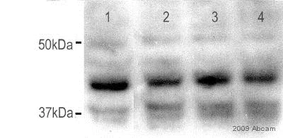 Western blot - Anti-BMP4 antibody (AB39973)