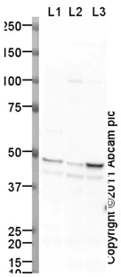 Western blot - Anti-BMP4 antibody (AB39973)