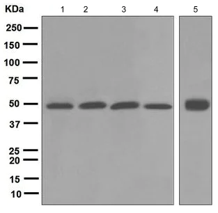 Western blot - Anti-BMP4 antibody [EPR6211] (AB124715)