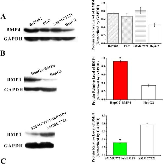 Western blot - Anti-BMP4 antibody [EPR6211] (AB124715)
