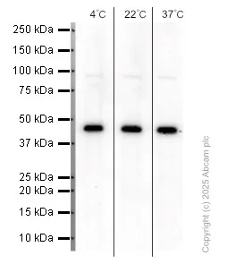 Western blot - Anti-BMP4 antibody [EPR6211] (AB124715)