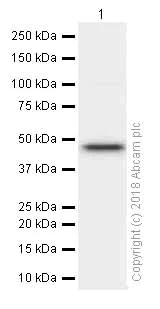 Western blot - Anti-BMP4 antibody [EPR6211] (AB124715)