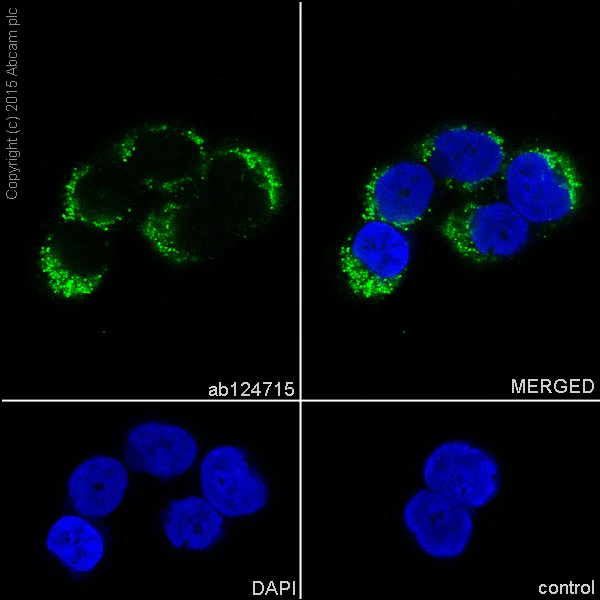 Immunocytochemistry/ Immunofluorescence - Anti-BMP4 antibody [EPR6211] - BSA and Azide free (AB271886)