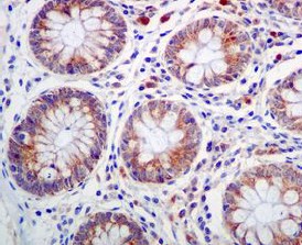Immunohistochemistry (Formalin/PFA-fixed paraffin-embedded sections) - Anti-BMP4 antibody [EPR6211] - BSA and Azide free (AB271886)