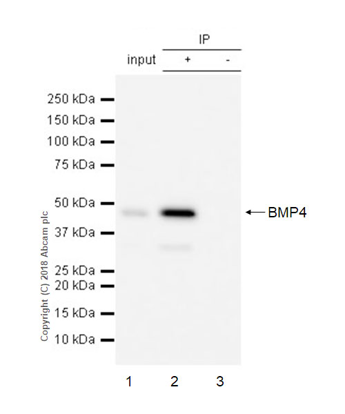 Anti-BMP4 antibody [EPR6211] - BSA and Azide free