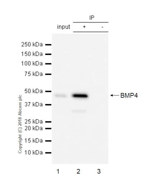 Immunoprecipitation - Anti-BMP4 antibody [EPR6211] - BSA and Azide free (AB271886)