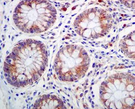 Immunohistochemistry (Formalin/PFA-fixed paraffin-embedded sections) - Anti-BMP4 antibody [EPR6211] - Low endotoxin, Azide free (AB216455)