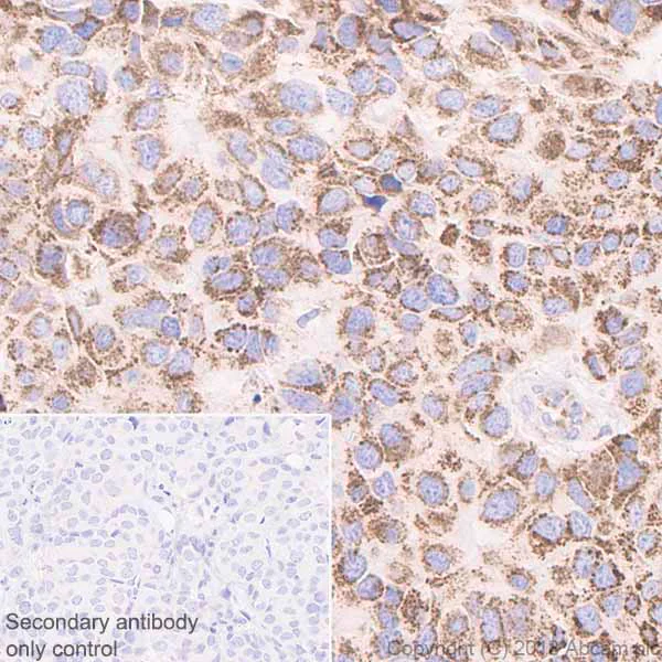 Immunohistochemistry (Formalin/PFA-fixed paraffin-embedded sections) - Anti-BMP4 antibody [EPR6211] - Low endotoxin, Azide free (AB216455)