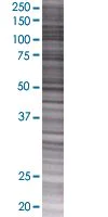 SDS-PAGE - BMP5 overexpression 293T lysate (whole cell) (AB94188)