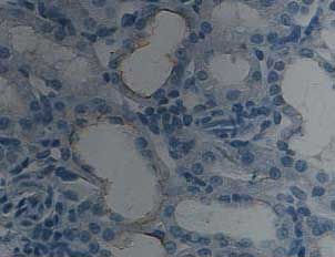 Immunohistochemistry (Formalin/PFA-fixed paraffin-embedded sections) - Anti-BMP7 antibody (AB93636)