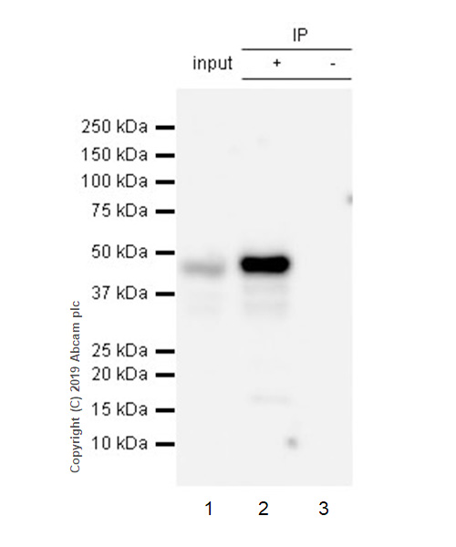 Immunoprecipitation - Anti-BMP7 antibody [EPR23143-31] (AB269586), expandable thumbnail