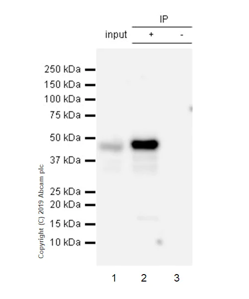 Immunoprecipitation - Anti-BMP7 antibody [EPR23143-31] (AB269586)