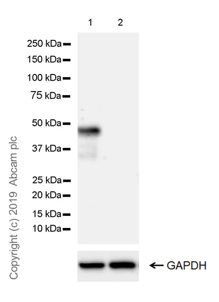 Western blot - Anti-BMP7 antibody [EPR23143-31] (AB269586)