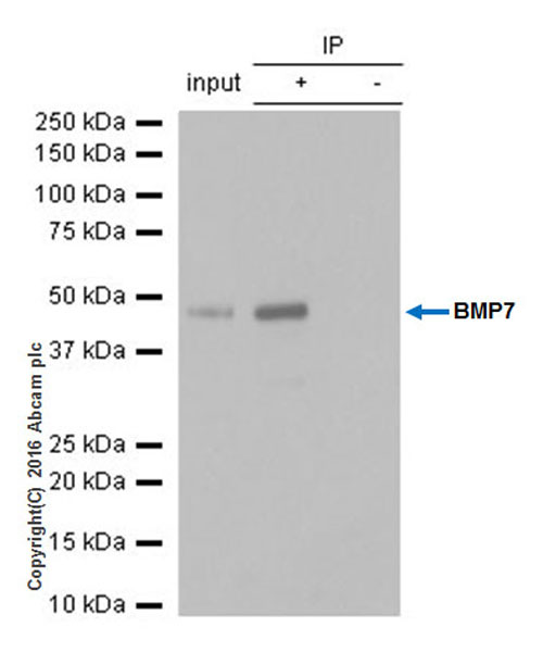 Immunoprecipitation - Anti-BMP7 antibody [EPR5897] (AB129156), expandable thumbnail