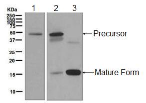 Western blot - Anti-BMP7 antibody [EPR5897] (AB129156), expandable thumbnail