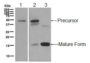 Western blot - Anti-BMP7 antibody [EPR5897] (AB129156)