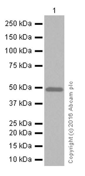 Western blot - Anti-BMP7 antibody [EPR5897] (AB129156), expandable thumbnail