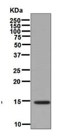 Western blot - Anti-BMP7 antibody [EPR5897] (AB129156), expandable thumbnail