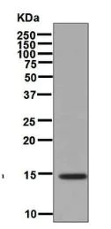Western blot - Anti-BMP7 antibody [EPR5897] (AB129156)