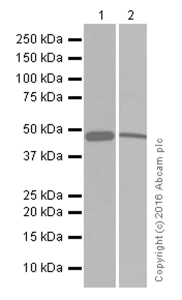 Western blot - Anti-BMP7 antibody [EPR5897] (AB129156), expandable thumbnail