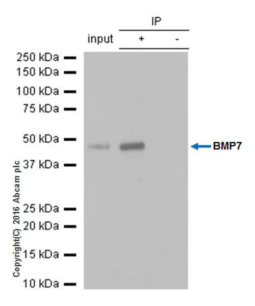 Immunoprecipitation - Anti-BMP7 antibody [EPR5897] - BSA and Azide free (AB240045)