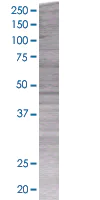 SDS-PAGE - BMP7 overexpression 293T lysate (whole cell) (AB94187)