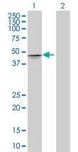 Western blot - BMP7 overexpression 293T lysate (whole cell) (AB94187)