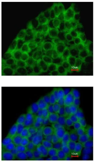 Immunocytochemistry/ Immunofluorescence - Anti-BMP8a/OP-2 antibody (AB154373)
